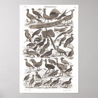 Orthinology species antique print