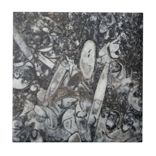 Orthoseras and Goniatite fossil Ceramic Tile