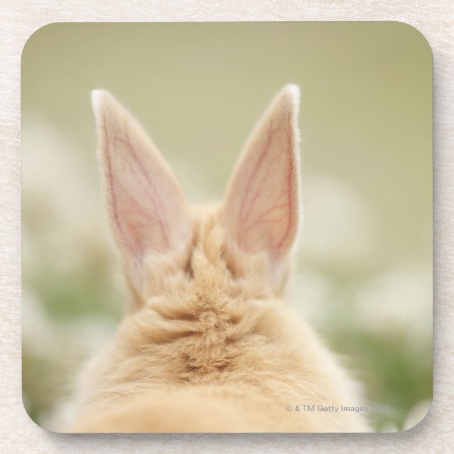 Oryctolagus cuniculus 2 beverage coaster (Front)