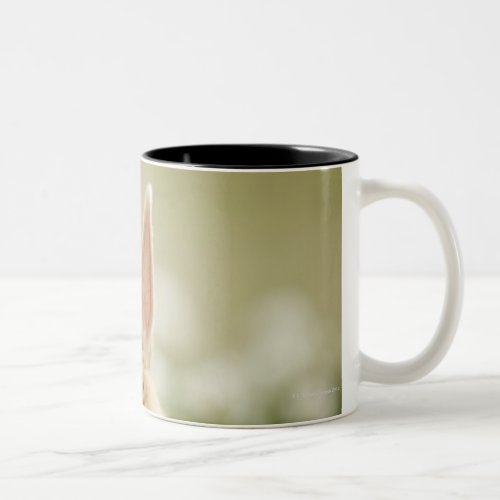 Oryctolagus cuniculus 2 Two_Tone coffee mug