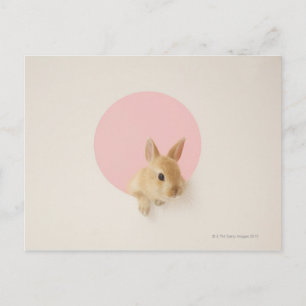 Oryctolagus cuniculus 3 postcard