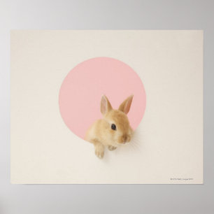 Oryctolagus cuniculus 3 poster