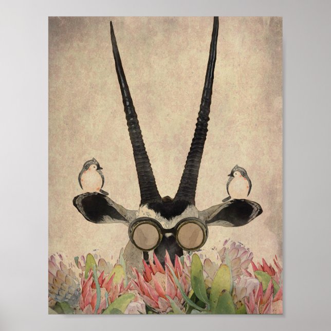 Oryx behind Protea flowers Poster (Front)