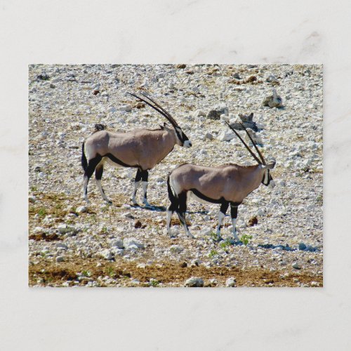 oryx etosha  postcard