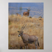 Oryx in Africa  Poster