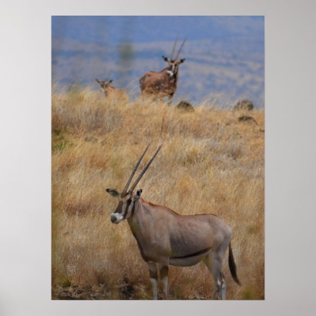 Oryx in Africa  Poster (Front)