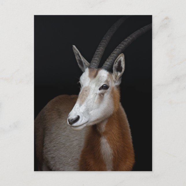 Oryx Postcard (Front)