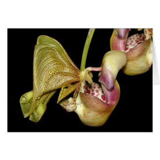 OSA: Coryanthes horichiana Cards