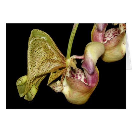 OSA: Coryanthes horichiana Cards (Front Horizontal)
