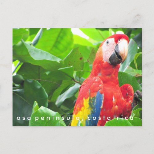 Osa Peninsula Scarlet Macaw Costa Rica Postcard