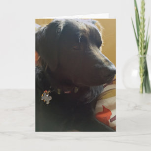Oscar Black Dog Birthday Card