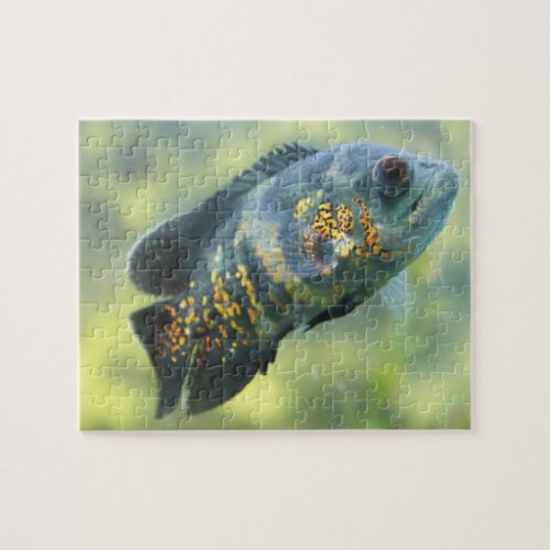 Oscar Fish Jigsaw Puzzle