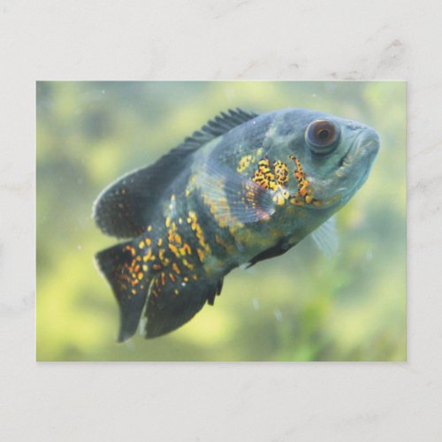 Oscar Fish Postcard