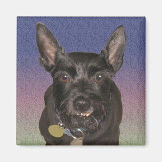 "Oscar" Square Magnet
