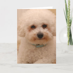 Oscar the Bichon Frise Card