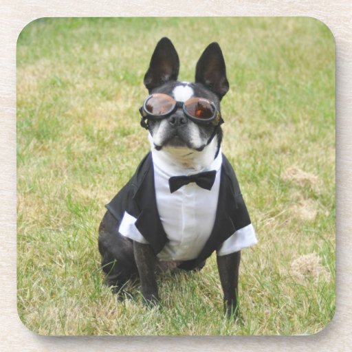 Oscar the Boston Terrier Tuxedo Coasters | Zazzle
