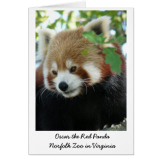 Oscar the Red Panda Cards