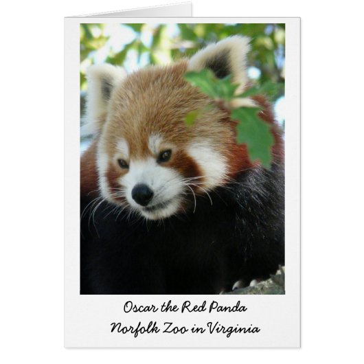 Oscar the Red Panda Cards (Front)