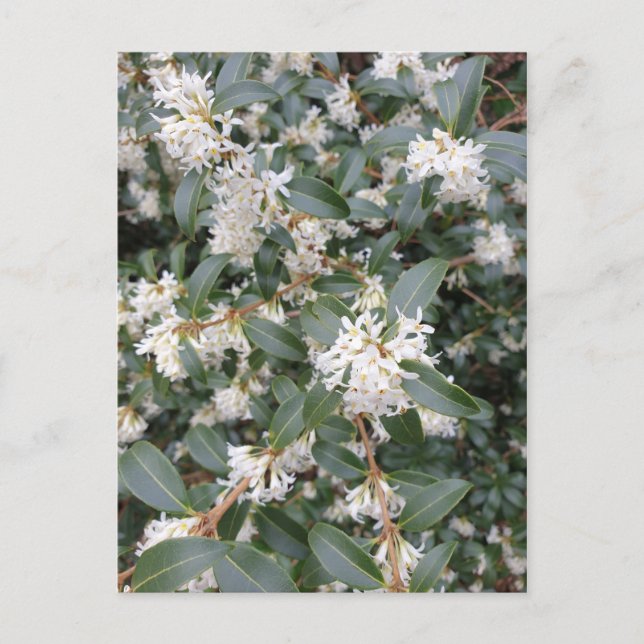Osmanthus Burkwoodii in the Park Postcard (Front)