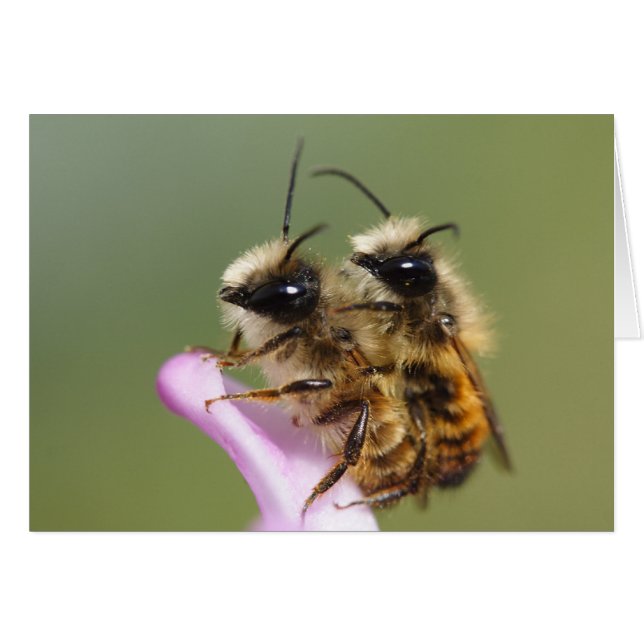 Osmia bicornis cards (Front Horizontal)