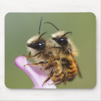 Osmia bicornis mouse pad