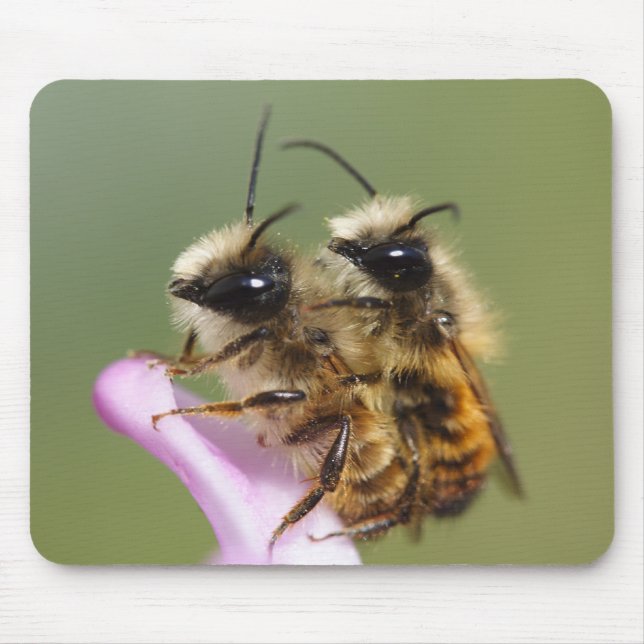 Osmia bicornis mouse pad (Front)