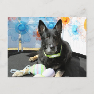 Oso - German Shepherd -4 Postcard
