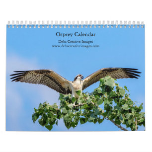 Osprey 2026 Calendar – Majestic Raptor Photography
