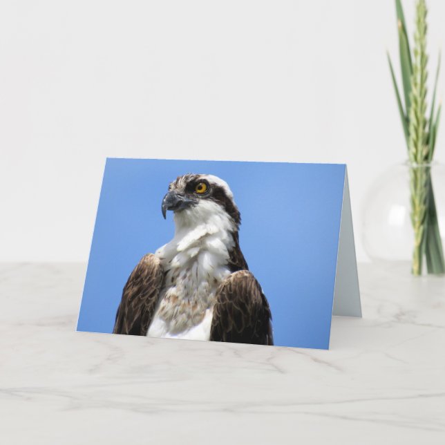 Osprey (4964) card (Front)