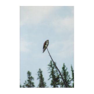 Osprey 9028 acrylic print