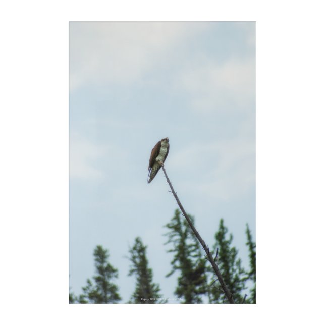 Osprey 9028 acrylic print (Front)