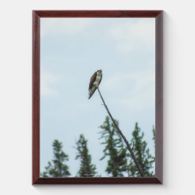 Osprey 9028 award plaque (Vertical)