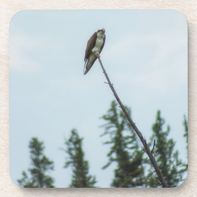 Osprey 9028 beverage coaster (Front)