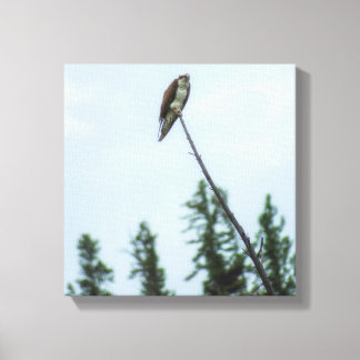 Osprey 9028 canvas print