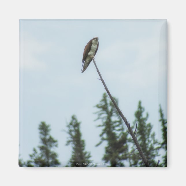 Osprey 9028 magnet (Front)