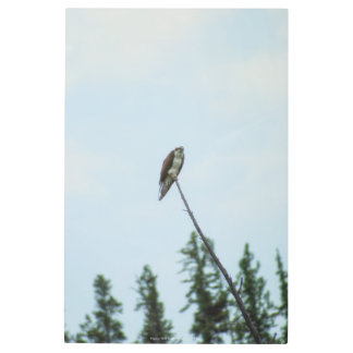Osprey 9028 metal print