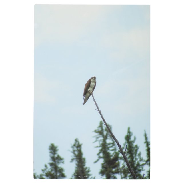 Osprey 9028 metal print (Front)