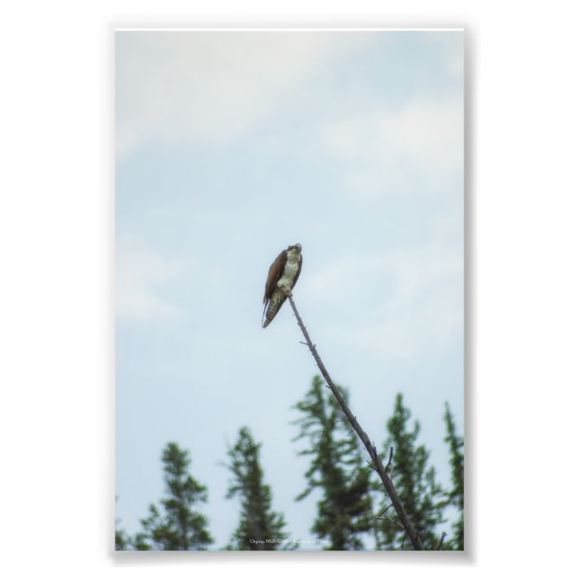 Osprey 9028 photo print (Front)