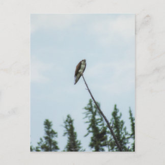 Osprey 9028 postcard