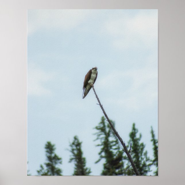 Osprey 9028 poster (Front)