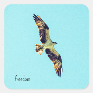 Osprey art square sticker