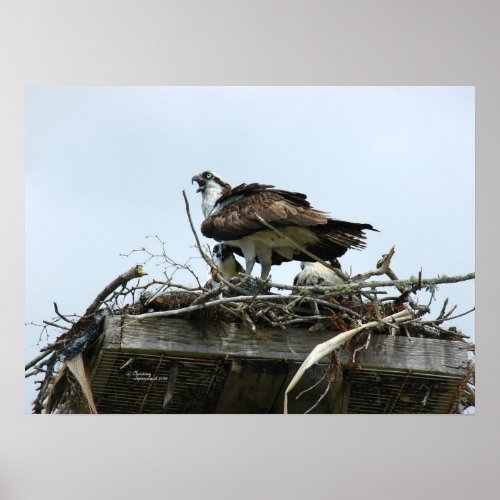 Osprey babies in nest Poster