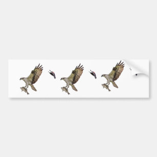 Osprey being chased by a red winged blackbird bumper sticker
