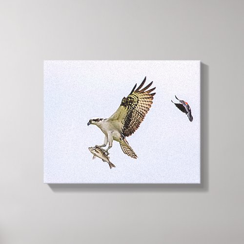 Osprey being chased by a red winged blackbird canvas print