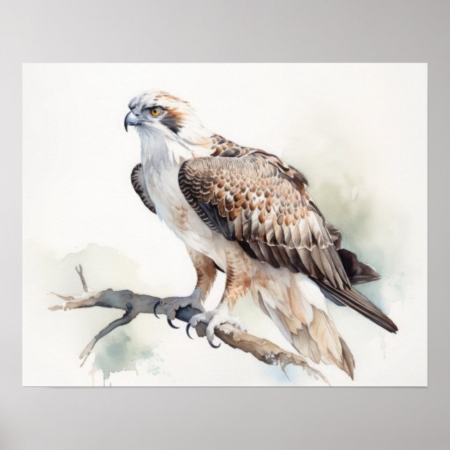 Osprey Bird Art Print Poster (Front)