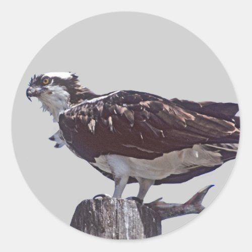 Osprey Bird Classic Round Sticker