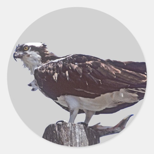 Osprey Bird Classic Round Sticker (Front)