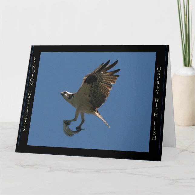 Osprey Bird & Fish Birthday Greeting Card (Front)