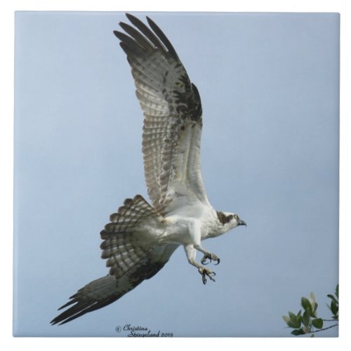 Osprey bird flying Tile