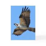 Osprey Bird Greeting Card